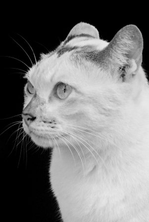 Cat portrait with black and white style, Pet photographyの写真素材