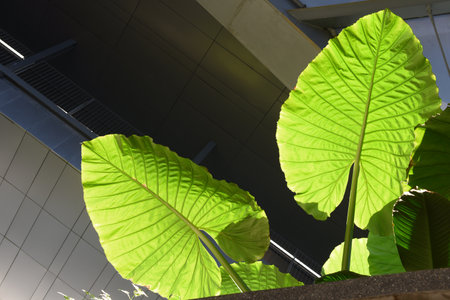 Botanic Garden leaves texture natural green flora grow, Low angle viewの写真素材
