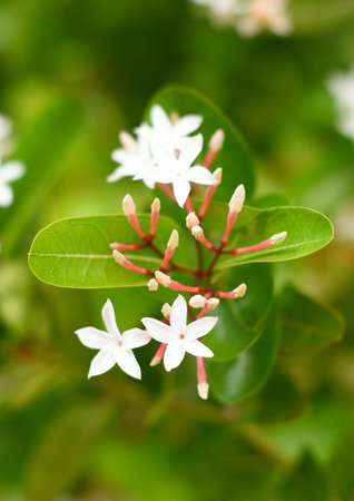 White flower blooming at garden, Carissa carandas flower