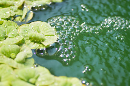 Air bubbles with water plant at poolの写真素材