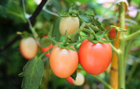 Tomatoes close up shot, Vegetable in organic farmの写真素材