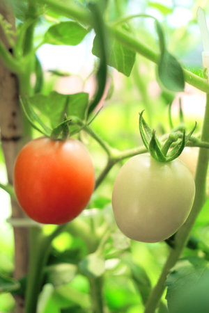 Tomatoes close up shot, Vegetable in organic farmの写真素材