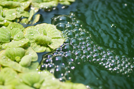 Air bubbles with water plant at poolの写真素材