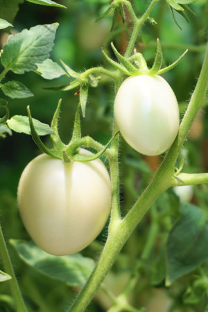 White tomatoes at tree, Agricultureの写真素材