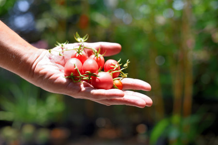 Harvest vegetable, Red tomatoes in hand with garden backgroundの写真素材