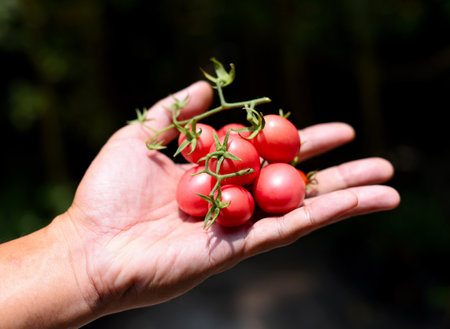Harvest vegetable, Red tomatoes in hand with garden backgroundの写真素材