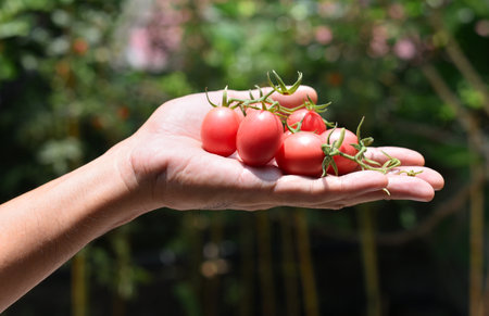 Red tomatoes in hand, Harvest vegetableの写真素材