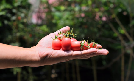 Harvest vegetable, Red tomatoes in hand with garden backgroundの写真素材