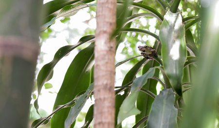 Green frog rest at plant in gardenの写真素材