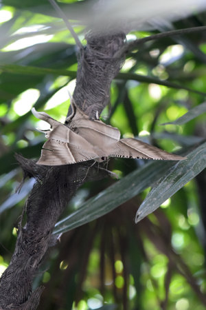 Lyssa zampa Butler close up shot in gardenの写真素材