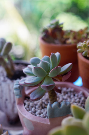Succulent plant in flower pot, Close up shotの写真素材