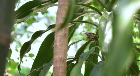 Green frog rest at plant in gardenの写真素材