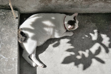 Cat lay down on ground with tree shadowの写真素材