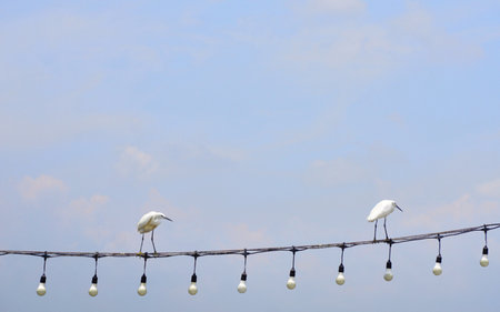 Egret bird on light bulb wire with sky backgroundの写真素材