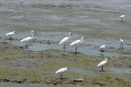 Group of egret at low tide seaの写真素材