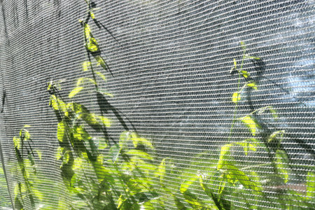Plant growing up and see through fabric foreground, Abstract nature backgroundの写真素材