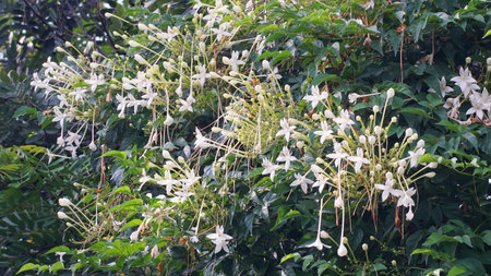 White flower blossom at cork tree, Nature backgroundの写真素材