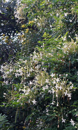 White flower blossom at cork tree, Nature backgroundの写真素材