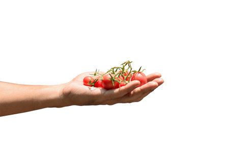 Tomatoes in hand isolated on white backgroundの写真素材