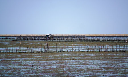 Wooden house and bamboo fence at low tide sea, Seashell farmの写真素材