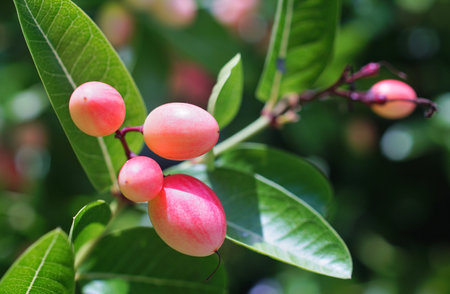 Group of tropical fruit, Carandas-plum blossom fruit on treeの写真素材