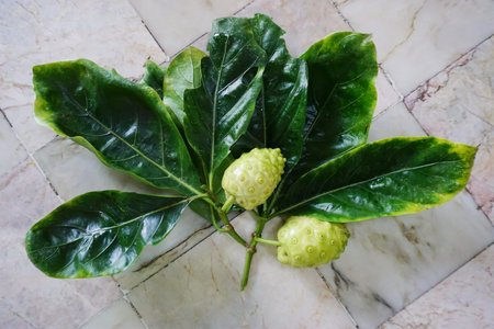 Noni fruit with leaf on table, Close up shotの写真素材