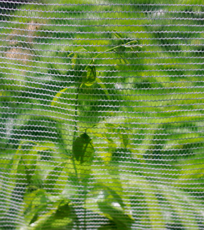 Growth tree with translucent fabric surface cover, Abstract nature backgroundの写真素材
