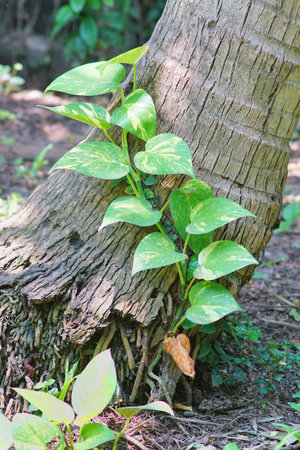 Hunter's-rpbe plant growth at tree, Epipremnum aureum (L.)の写真素材