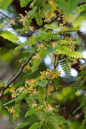 Tamarind flower blossom with green leaf close up shotの写真素材