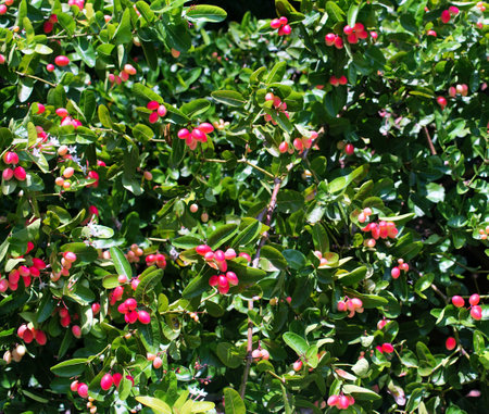 Group of tropical fruit, Carandas-plum blossom fruit on treeの写真素材