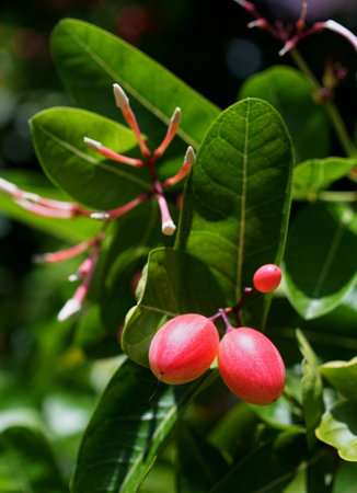 Tropical fruit, Carandas-plum blossom fruit on treeの写真素材