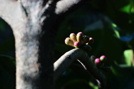 Malay rose apple flower with hard light and high contrastの写真素材