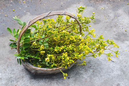 Cassia flower in basket, Harvest flower for cookingの写真素材