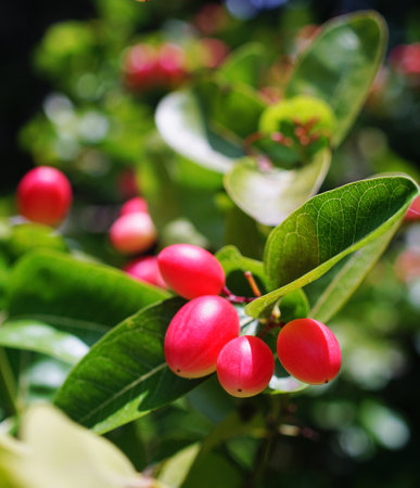 Tropical fruit, Carandas-plum blossom fruit on treeの写真素材