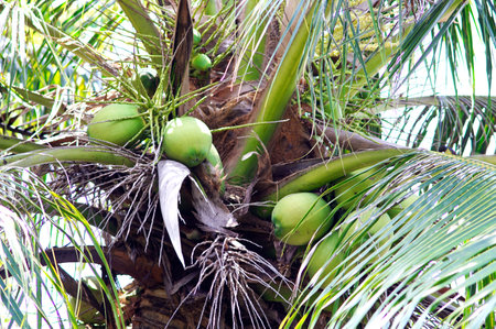 Green coconut on tree, Organic fruitの写真素材