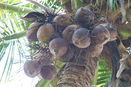 Old brown coconut on tree, Low angle viewの写真素材