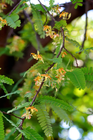 Tamarind flower blossom with green leaf close up shotの写真素材