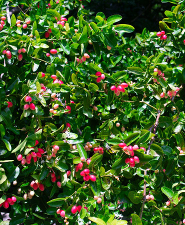 Group of tropical fruit, Carandas-plum blossom fruit on treeの写真素材