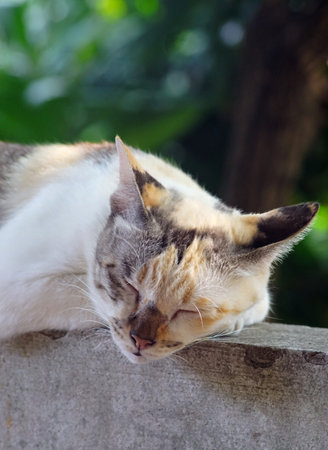 Close up shot of cat napping on  concreteの写真素材