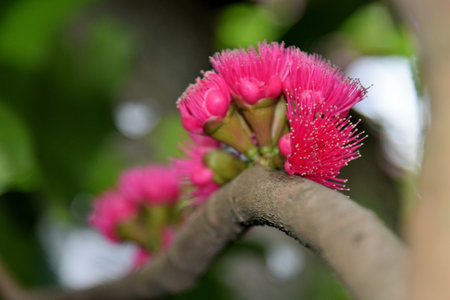Pink pollen of Malay rose apple flower blossom, Close up shotの写真素材