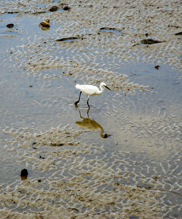 Egret bird walking at low tide sea, Wildlifeの写真素材