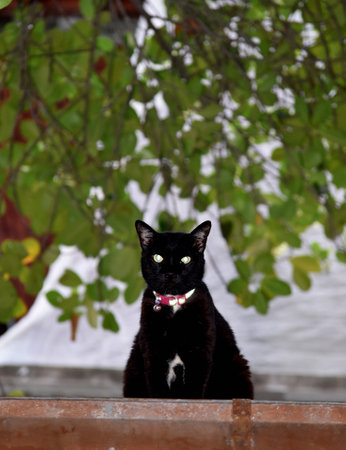 Black cat sitting at roof looking at camera with tree canopy backgroundの写真素材