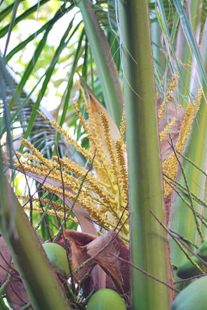 Coconut flower blossom on treeの写真素材