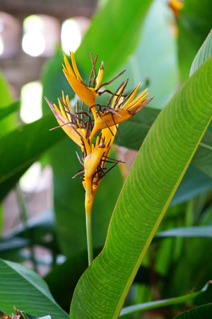 Bird of paradise flower bloom with leafの写真素材
