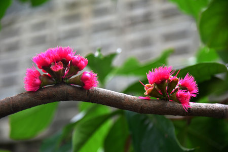 Pink pollen of Malay rose apple flower blossom, Close up shotの写真素材