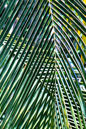 Palm leaf or coconut leaf pattern backgroundの写真素材