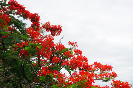 Delonix Regia flowers blossom, Nature backgroundの写真素材
