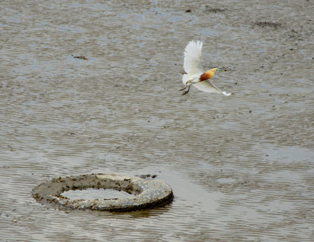 Flying egret bird with abandoned tire at low tide seaの写真素材