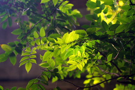 Green leaf with back-lit lighting, Fresh nature backgroundの写真素材