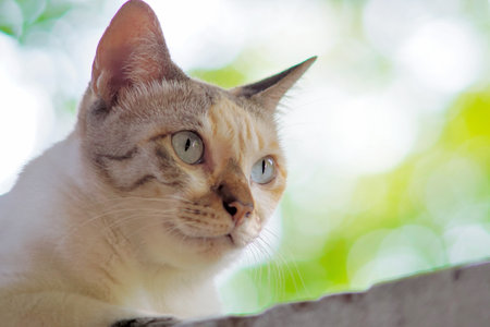 Close up shot of cat face low angle viewの写真素材